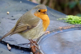 Close up of a Robin, its beak open singing