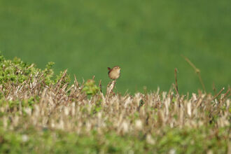 Distance shot of a Wren singing from the top of a hedgerow