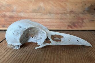 Close up of bird skull