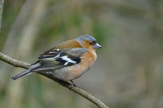 Close-up of a Chaffinch on a branch