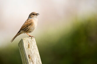 Close-up of Dunnock singing from a post