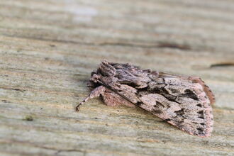 An early grey moth on a wooden fence. 