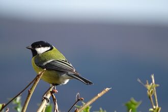 Close-up of a Great Tit perched atop a hedgerow