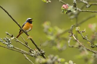 Adult male Redstart singing 