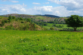 A Welsh landscape comprising a green field in the foreground, dotted with yellow flowers. There is a tree on the right and to the left of that an area of scrub and bracken. In the distance is a hill covered in bracken, scrub and trees.