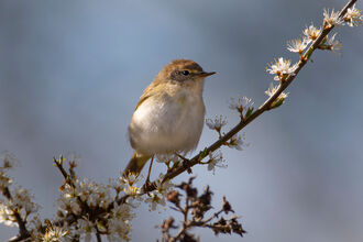 Close-up of a Chiffchaff perched on a blossom-covered branch