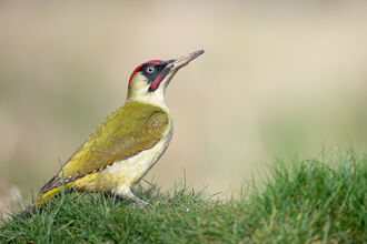 Close up of a Green Wodpecker on grass