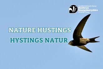 Picture of a Swift with bilingual wording for Nature Hustings in English and Welsh