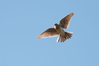 Skylark soaring in the sky, picture taken from below