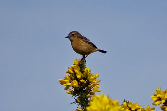 Stonechat perched on gorse