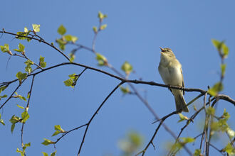 Willow Warbler singing from a branch in spring