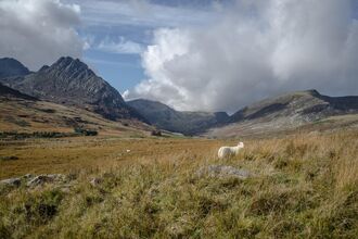 Mountain landscape in Snowdonia, with rugged peaks and a grassy valley in the foreground, where a sheep stands among tall grass under a dramatic sky with large clouds.