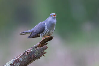 Cuckoo calling from a perch