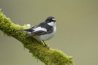 Close-up of male Pied Flycatcher on branch