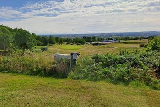 Cow at Llanymynech Golf Club