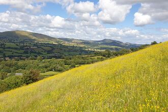 Upland acid grassland in summer covered in yellow flowers. Farmland and mountains are visible in the distance.