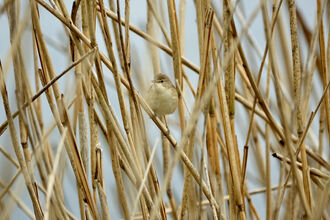 Reed Warbler amongst the reeds