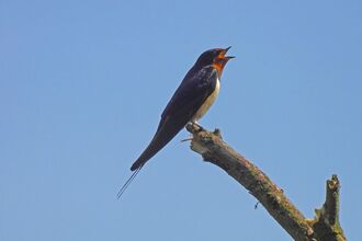Swallow perched on the end of a branch singing against a clear blue sky