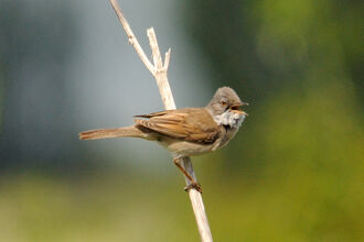 Close-up of a Whitethroat halfway down a fine tree-branch, the bird singing