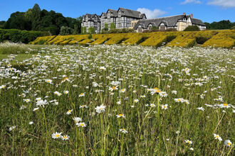 Photo of Gregynog in the summer with Oxeye daisies in the foreground