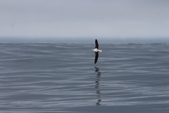A Northern Royal Albatross flying over the sea in New Zealand