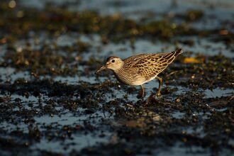 A pectoral sandpiper walking across wet mud. It's a small, brown wading bird with a sharp demarcation between the buffish-brown breast and white belly