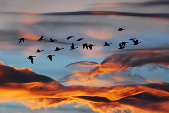Flock of geese in flight, silhouetted against a sunset