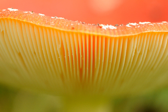 Close up abstract photograph of Fly Agaric copyright Amy Lewis