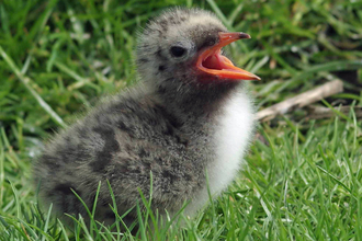 Arctic Tern chick copyright Gillian Day