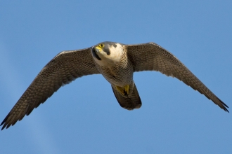Peregrine in flight copyright Bertie Gregory/2020VISION