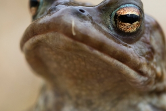 Common Toad copyright Chris Lawrence