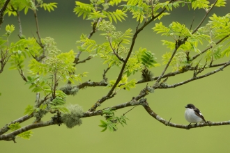 Pied flycatcher (Ficedula hypoleuca) adult male in woodland, Wales, UK - Mark Hamblin/2020VISION