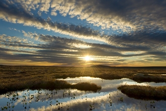 peat bog, Forsinard, Flow Country, Sutherland, Scotland, June copyright Mark Hamblin/2020VISION