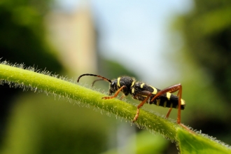 Wasp Beetle (Clytus ariestis) copyright Nick Upton/2020VISION