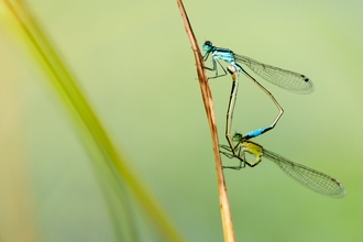 Common Blue Damselflies mating copyright Ross Hoddinott/2020VISION