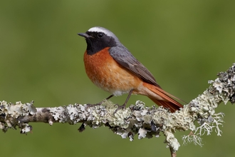 Common Redstart (Phoenicurus phoenicurus), male perched on lichen branch, Mold, Clwyd, May 2010 - Richard Steel/2020VISION