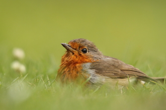 Robin on the floor copyright Tim Hibbert