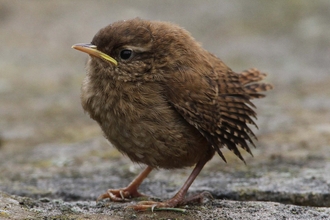 Grumpy looking Wren fledgling standing on the ground copyright Margaret Holland