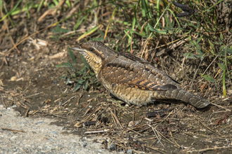 A wryneck foraging for ants along the edge of a track