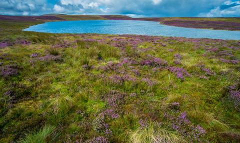 Glaslyn lake & blooming heather