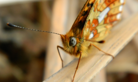 close up of Pearl-bordered Fritillary