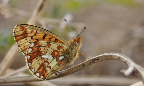Pearl-bordered Fritillary butterfly copyright Tamasine Stretton