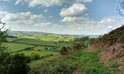 Ffridd Local Wildlife Site view