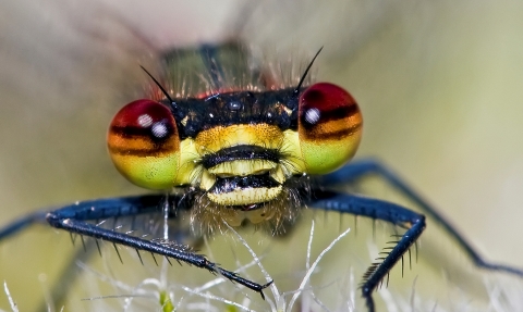 Large Red Damselfly in close up copyright David Chamberlain