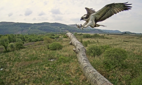Tegid the Osprey returns to his natal nest on the Dyfi 21st May 2018
