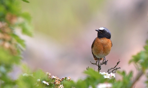 Redstart copyright 40011 Mauretania on flickr