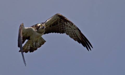 Nora, Dyfi female osprey copyright MWT/Emyr Evans