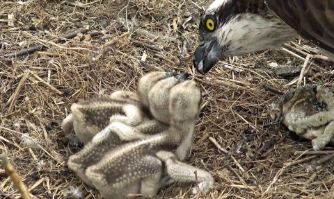 Osprey female Telyn feeds young at the Dyfi nest 2018 copyright Montgomeryshire Wildlife Trust