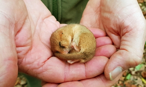Dormouse asleep in hands copyright Montgomeryshire Wildlife Trust/Tammy Stretton
