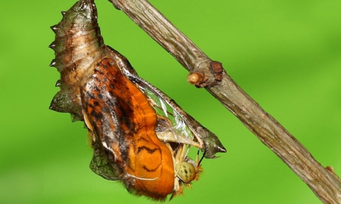 Silver-washed fritillary butterfly emerging from its chrysalis copyright Dean Morley